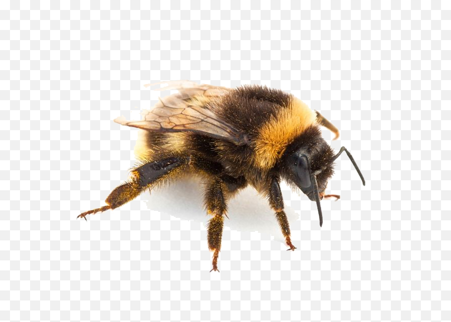 Insect Png - Download Png Image Report Bumble Bee Insect Bumblebee Insect Png,Bumble Bee Png