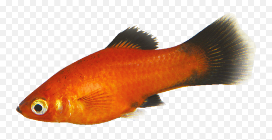 Tropical Fish Pair - Goldfish Png,Tropical Fish Png