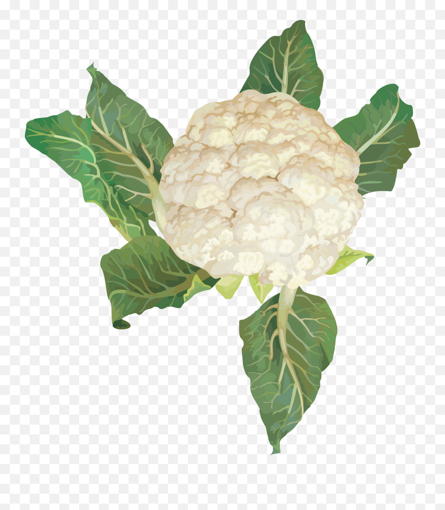 Cauliflower Png Image - Cauliflower Plant Transparent Background,Cauliflower Png