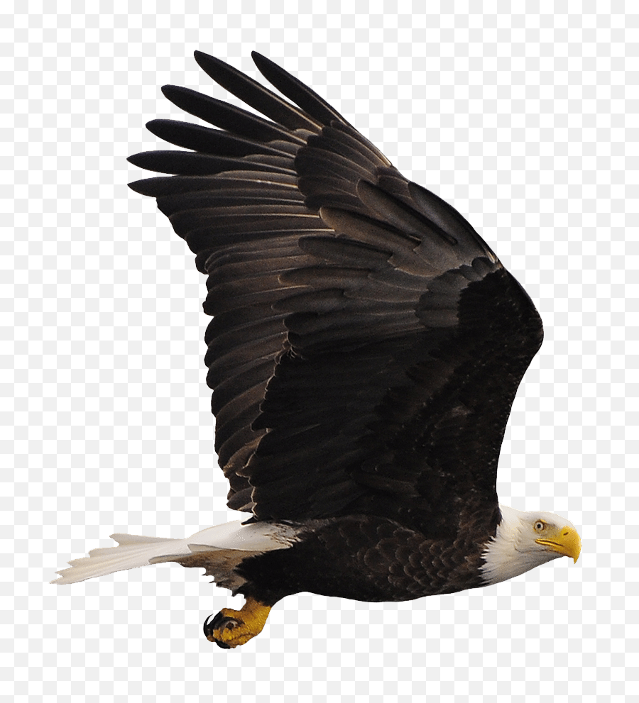 Download Bald Eagle Png Image With No Background - Pngkeycom Eagle,Bald Eagle Png