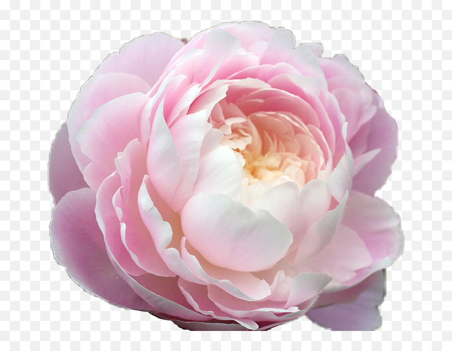 Peony Pink Tumblr Pastel Rose Pretty - Aesthetic Transparent Flower Png,Peonies Png