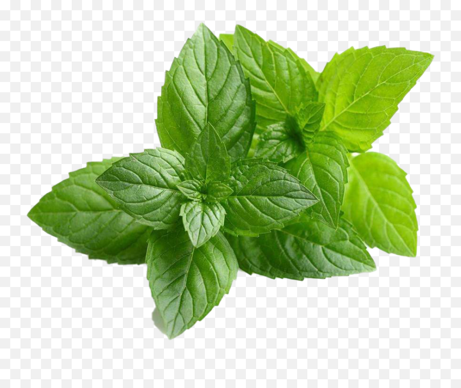 Peppermint Transparent Images - Mentha Piperita Png,Peppermint Png