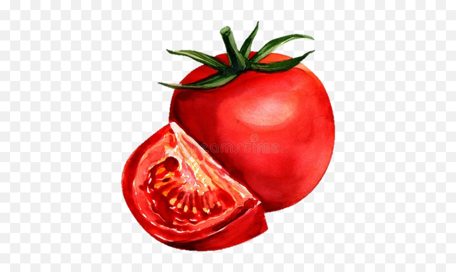 Growing Tomatoes Lackawanna County Library System - Tomato Painting With Watercolor Png,Tomatoe Png