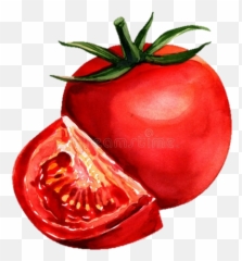 Growing Tomatoes Lackawanna County Library System - Tomato Painting With Watercolor Png,Tomatoe Png