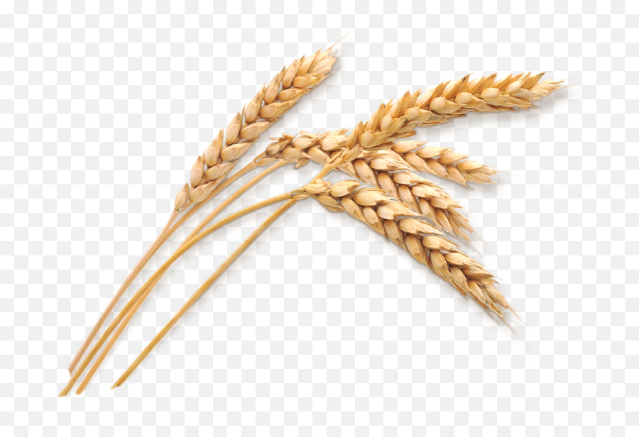 Download Hd Wheat Stalk Png - Wheat Png Transparent Transparent Background Wheat Stalks Png,Corn Stalk Png