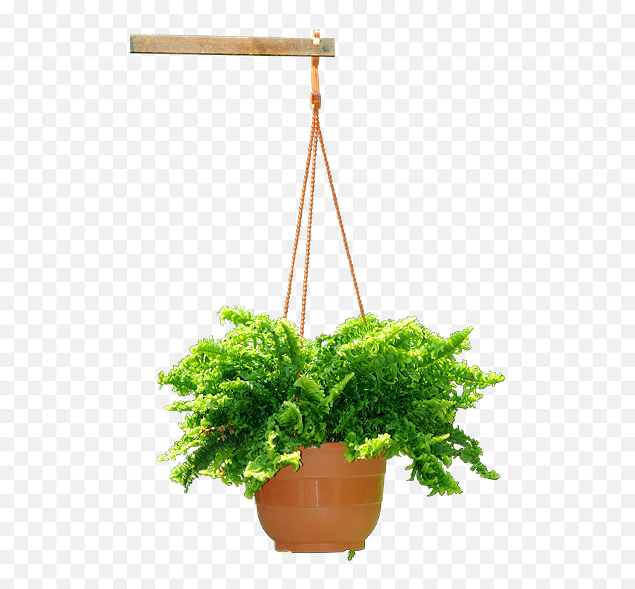 Download Hanging Plant - Hanging Flower Pot Png,Hanging Plants Png