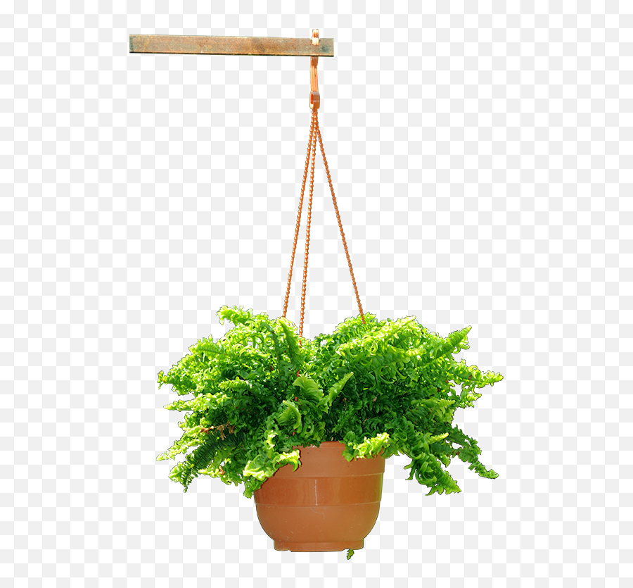 Featured image of post Hanging Plant Png Transparent Background