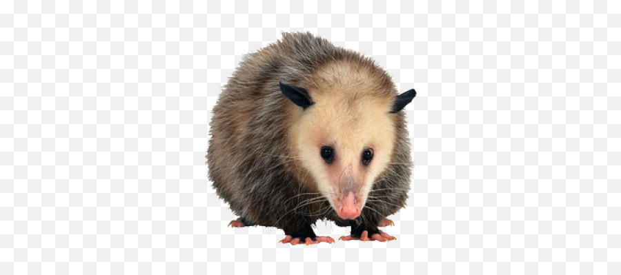 Opossum Png 3 Image - Opossum Png,Possum Transparent