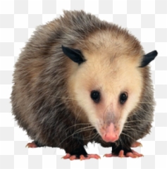 Opossum Png 3 Image - Opossum Png,Possum Transparent