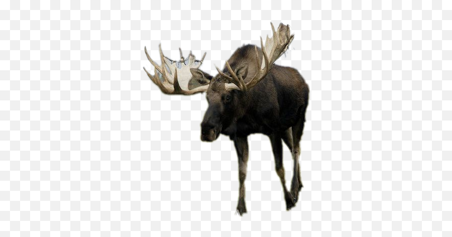 Download Moose Png Image With No - Moose Png,Moose Png