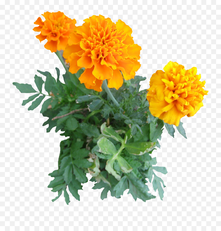 10 - Freeplantsflowerspngimagesmarigoldflowers Menanam Png,Garden Flowers Png