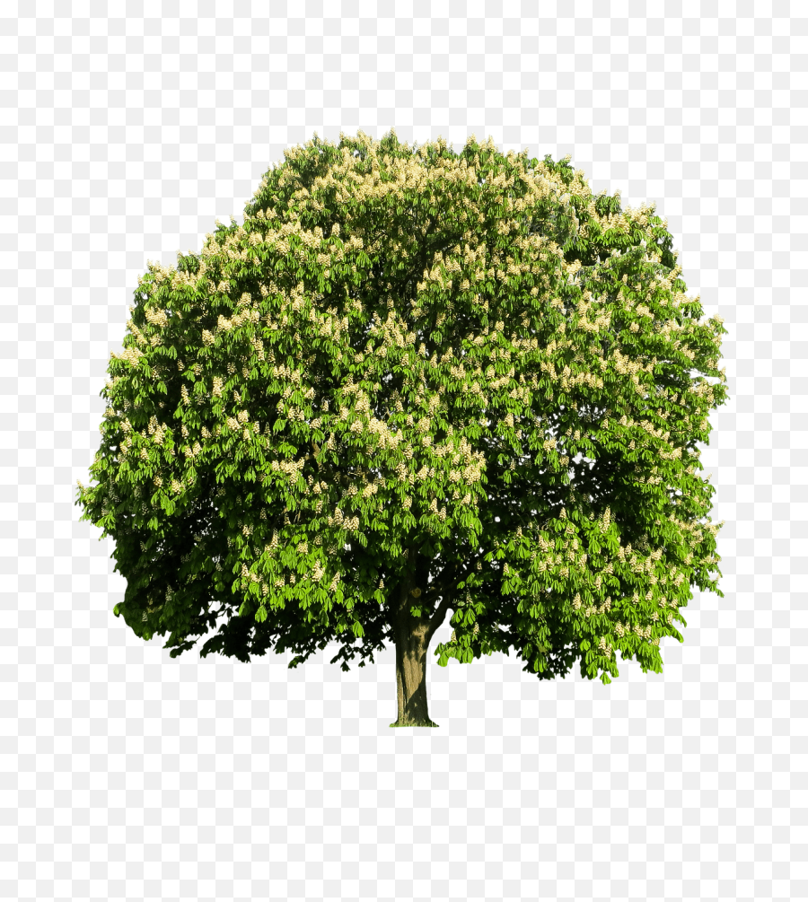 Chestnut Tree Transparent Png - Chestnut Tree Png,Transparent Trees
