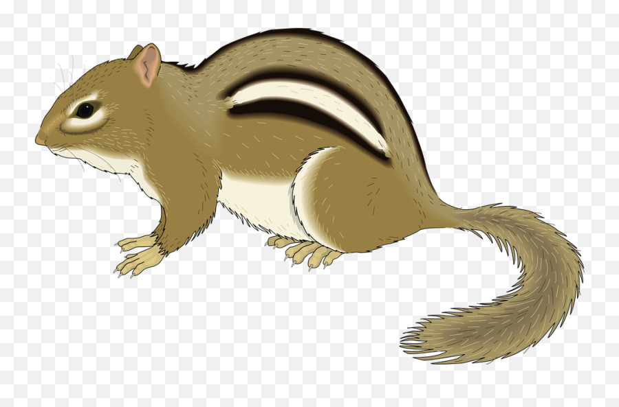 Chipmunk Clip Art - Transparent Background Chipmunk Clipart Png,Chipmunk Png