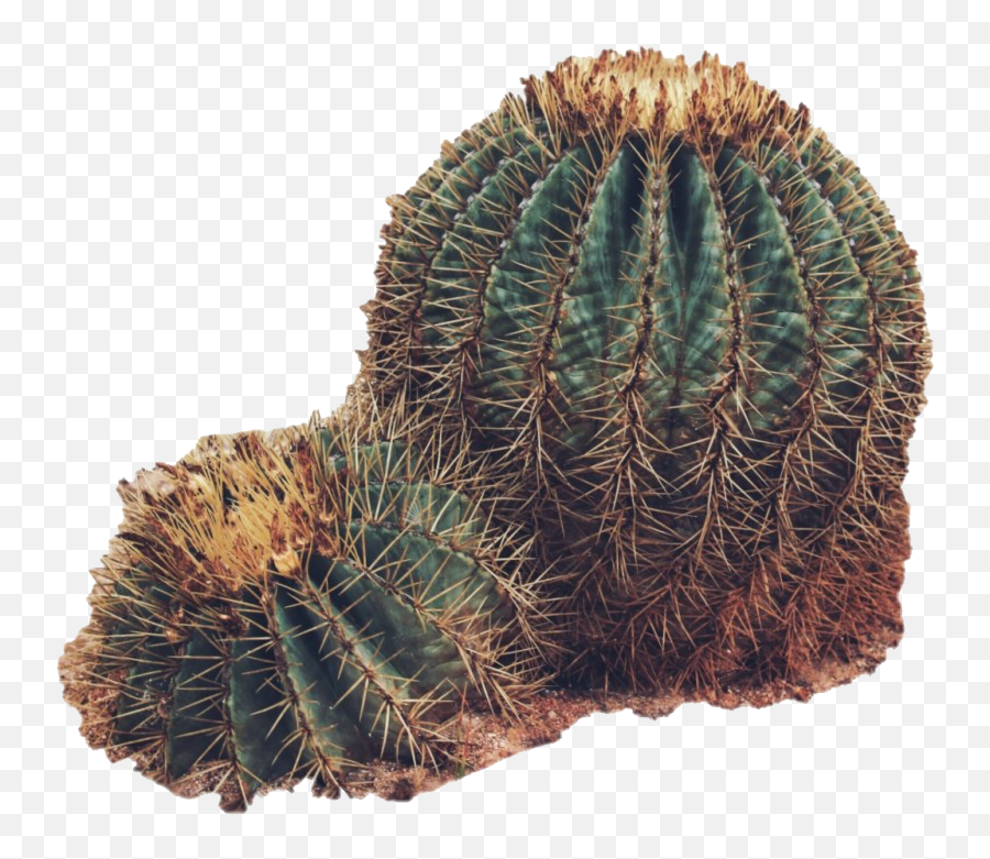 Cactus Png Clipart Background Real - Cactus In Desert Png,Cactus Transparent Background