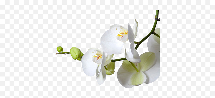 White Orchid - Moth Orchid Full Size Png Download Seekpng Moth Orchid,Orchid Png