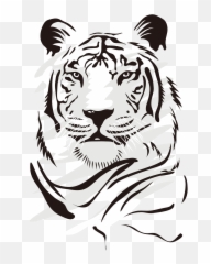 Tiger Free Png Images - Dibujos De Tigres Blancos,White Tiger Png
