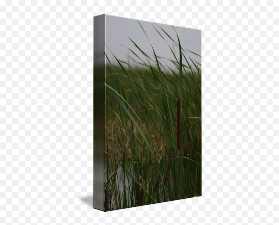 Cat Tail In Tall Grass - Emergent Vegetation Png,Cat Tail Transparent