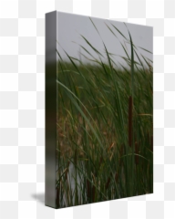 Cat Tail In Tall Grass - Emergent Vegetation png