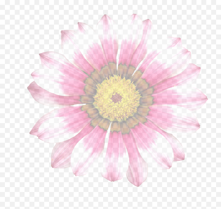 Summer Flowergraphicisolatedtranslucenttransparent - Gazania Png,Flower Graphic Png