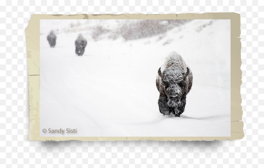 History - Snow Png,American Buffalo In Search Of A Lost Icon