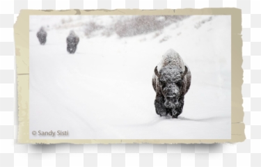 History - Snow Png,American Buffalo In Search Of A Lost Icon