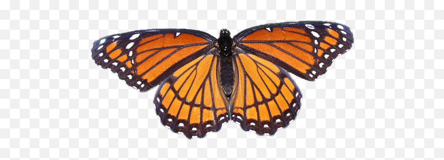 Download Hd Monarch Butterfly - Monarch Butterfly Tumblr Png,Butterfly Transparent