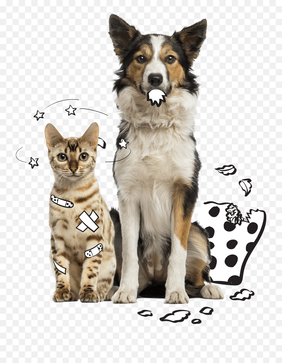 Compare Pet Insurance Coverage - Cachorro Com Plaquinha De Identificação Png,Platinum Cats Vs Dogs Icon
