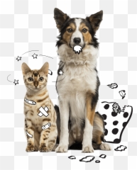 Compare Pet Insurance Coverage - Cachorro Com Plaquinha De Identificação Png,Platinum Cats Vs Dogs Icon