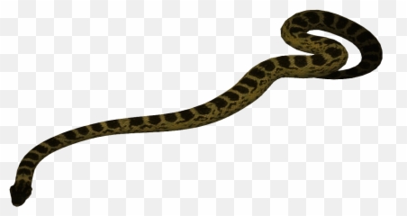Scotts Workshop Designs - Serpent png