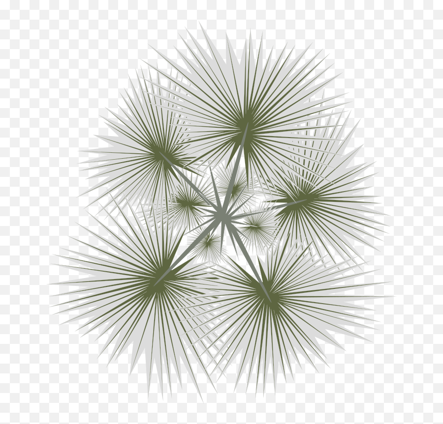 Download Free Png Palm - 01b Dlpngcom Trees Png Top View,Tree Plan Png