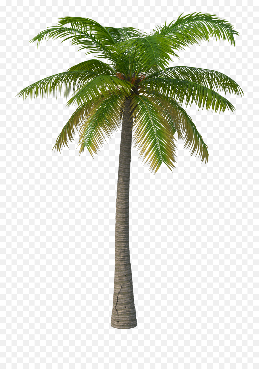 Tropical Palm Trees Transparent Png - Palm Tree Png Free,Tropical Tree Png