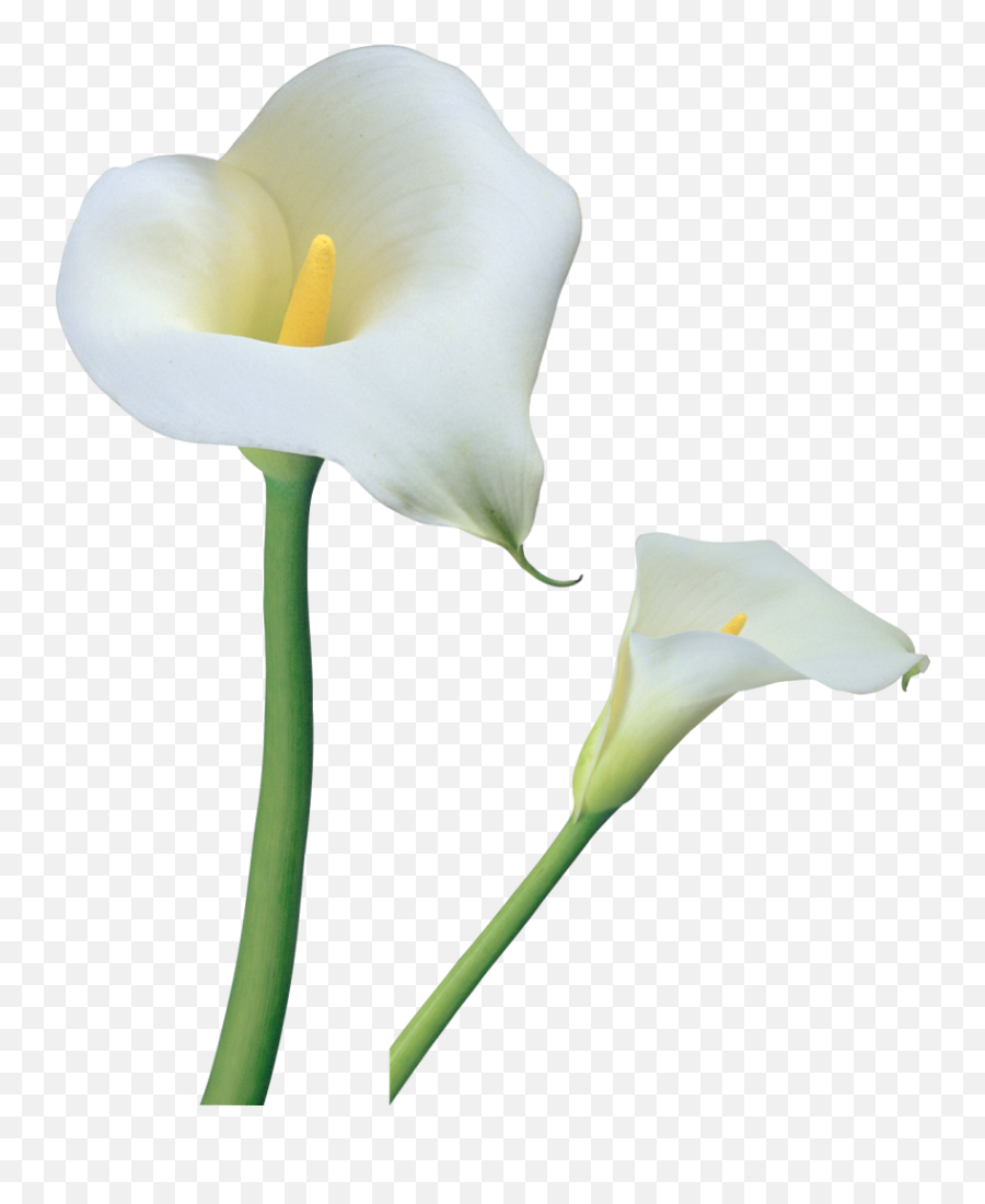 Library Of Easter Lily Cross Clip - Calla Lily Flower Png,Easter Lily Png