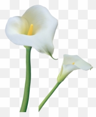 Library Of Easter Lily Cross Clip - Calla Lily Flower Png,Easter Lily Png