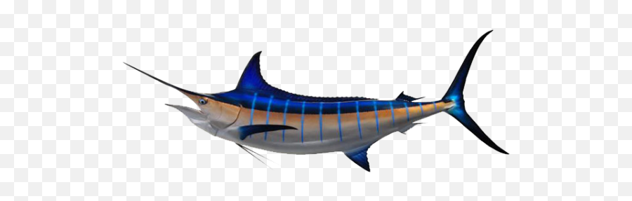 Marlin - Marlin Fish Transparent Png,Marlin Png