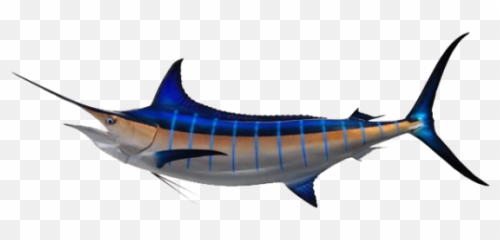 Marlin - Marlin Fish Transparent Png,Marlin Png