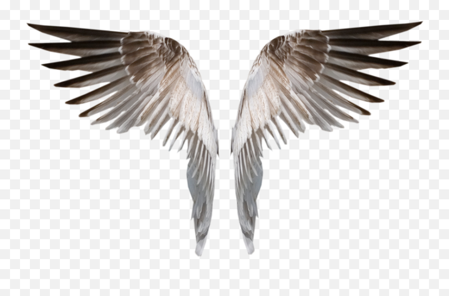 Angle Wings - Burned Angel Wings Png Deviant Png Download Wing Png,Angle Wings Png