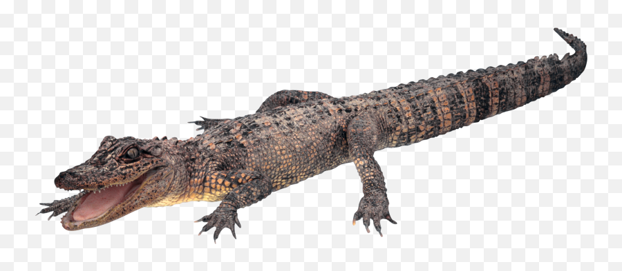 Crocodile Gator Png - Transparent Alligator,Alligator Transparent Background