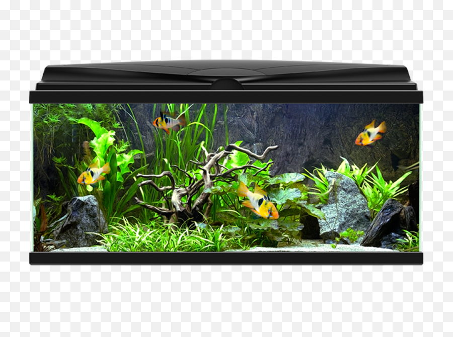 Png Aquarium - Ciano Aqua 80,Tank Transparent Background