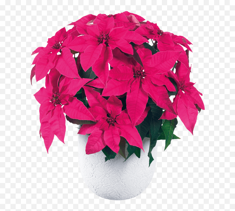 Princettia Ultra Pink Compact U0026 White Euphorbia - Poinsettia Png,Poinsettia Png