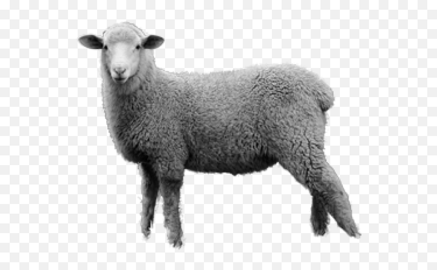 Sheep Png Free Download 12 - Download Images Of Sheep,Sheep Png
