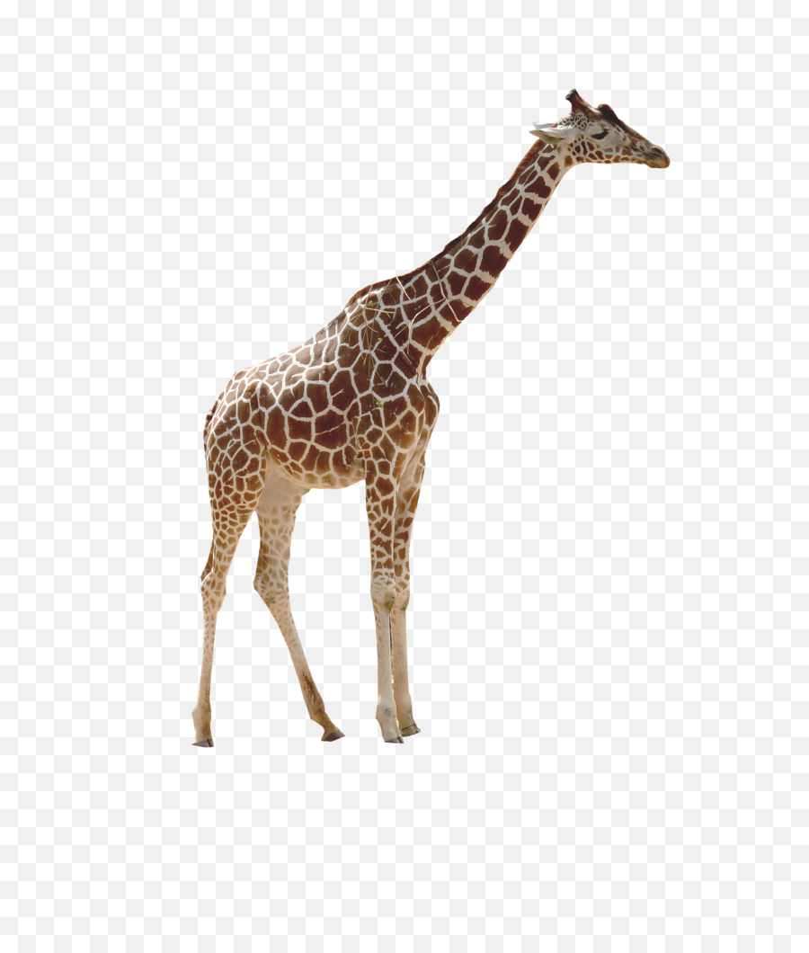 Transparent Png Image - Giraffe Transparent Background,Giraffe Transparent Background