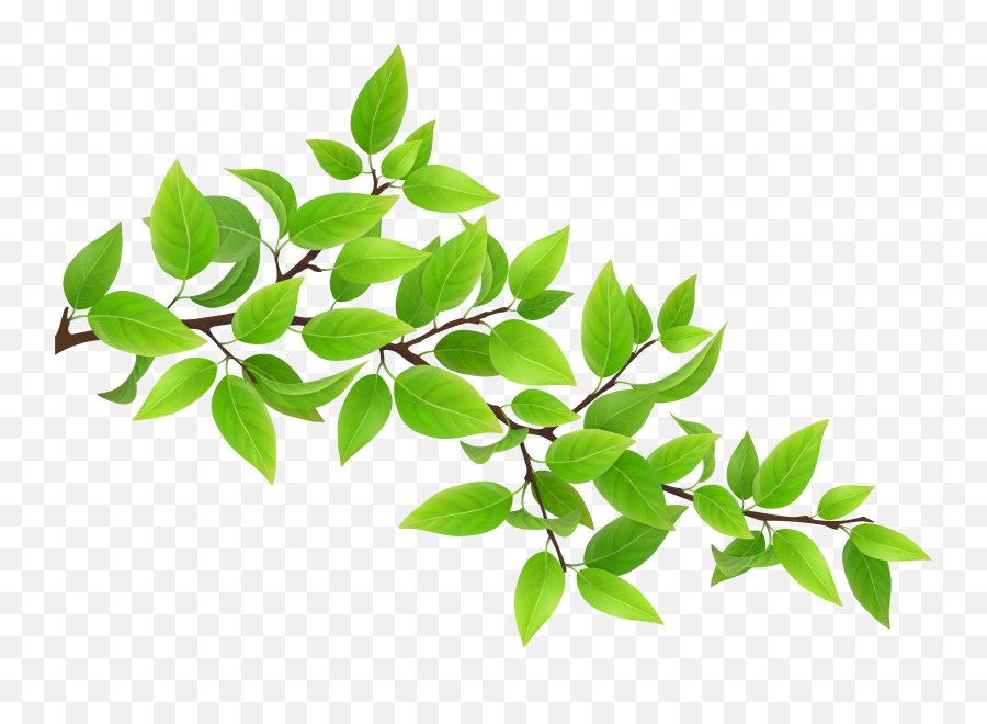 Clipcookdiarynet - Green Leaves Clipart Leaf Stem 10 Branch Clipart Transparent Background Png,Leaves Clipart Png