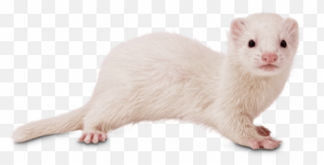 Live Pet Ferrets For - Ferret Png,Ferret Png