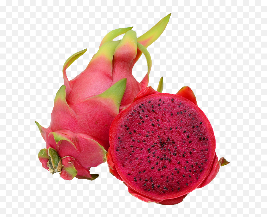 Dragon Fruit Producer In West Bengal - Transparent Dragon Fruit Png,Dragonfruit Png