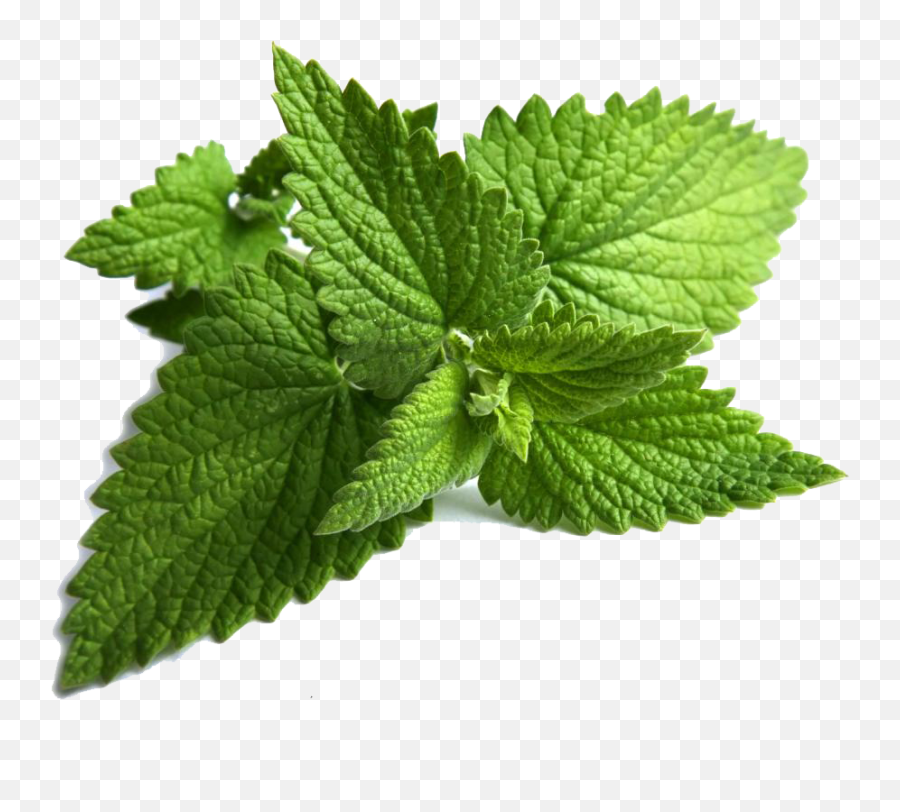 Peppermint Clipart Png - Mint Leaves Png,Peppermint Png