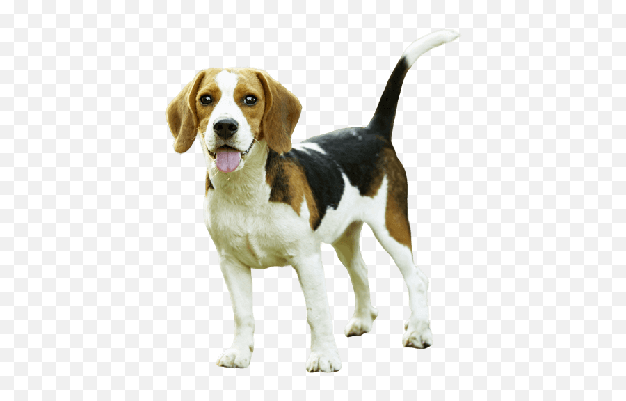 Hãy xem hình chó đáng yêu được tách nền ra và lưu dưới định dạng PNG với công cụ remove background chuyên nghiệp, cho kết quả chính xác và đẹp mắt nhất.