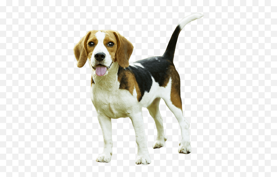 Remove Background From Image - Remove Background Dog Png,Png Pic