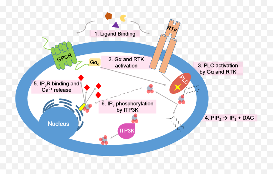 Calcium Signaling Pathway - Calcium Second Messenger Png,Pathway Png