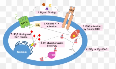 Calcium Signaling Pathway - Calcium Second Messenger Png,Pathway Png