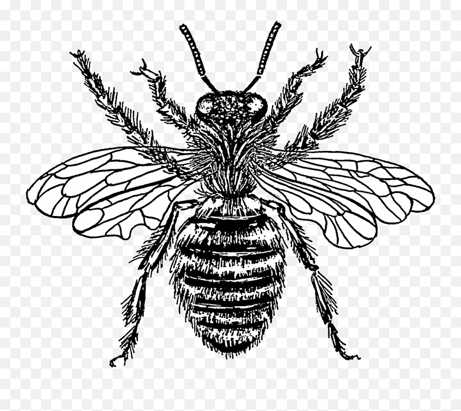 Filebee Psppng - Wikimedia Commons Transparent Background Bee Drawing Transparent,Psp Png